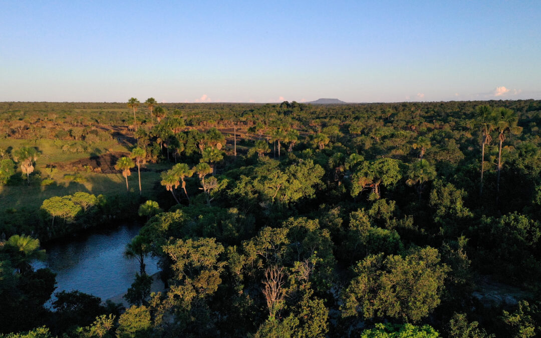 Cerrado enfrenta desmatamento acelerado e entra no centro do debate sobre conservação