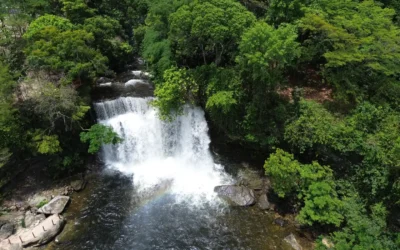 Na COP, ativistas denunciam apagamento e alertam: sem Cerrado, não há Amazônia