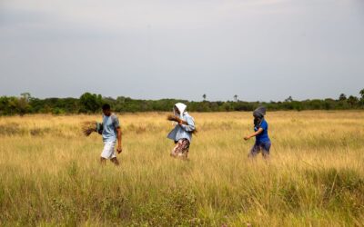 COP30: Rede Cerrado defende que o bioma esteja no centro das discussões globais sobre clima