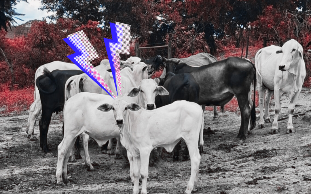 Opinião | Notas de um geraizeiro