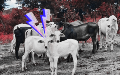 Opinião | Notas de um geraizeiro