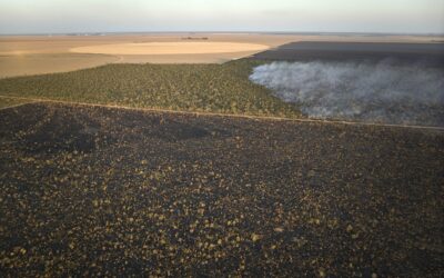 Pesquisa revela grilagem verde sobre territórios tradicionais no oeste da Bahia