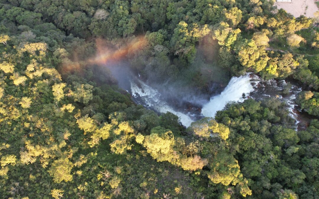 Artigo: Sem Cerrado não há Amazônia