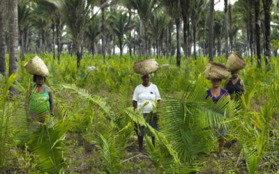 Rede Cerrado e MNU acionam TSE e PGR por transporte para quilombolas e comunidades tradicionais